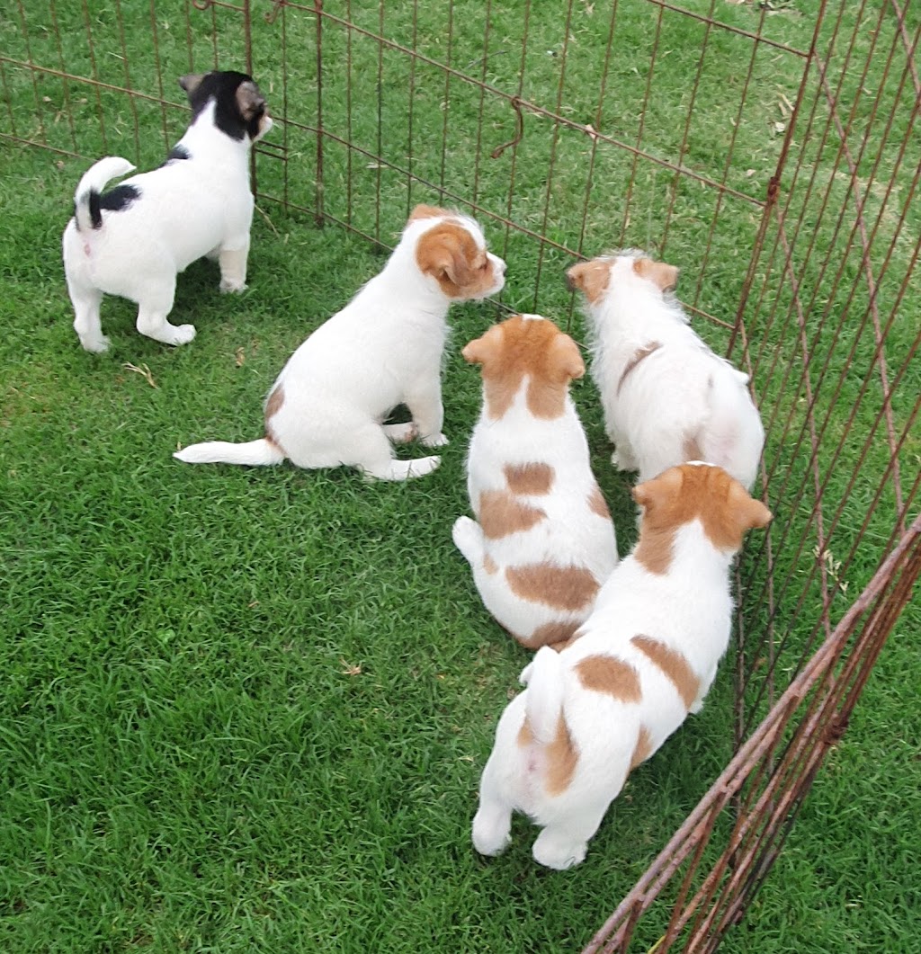 Jackford Jack Russell Terriers | Wheelbarrow Ridge Rd, Lower Portland NSW 2756, Australia | Phone: 0405 296 536