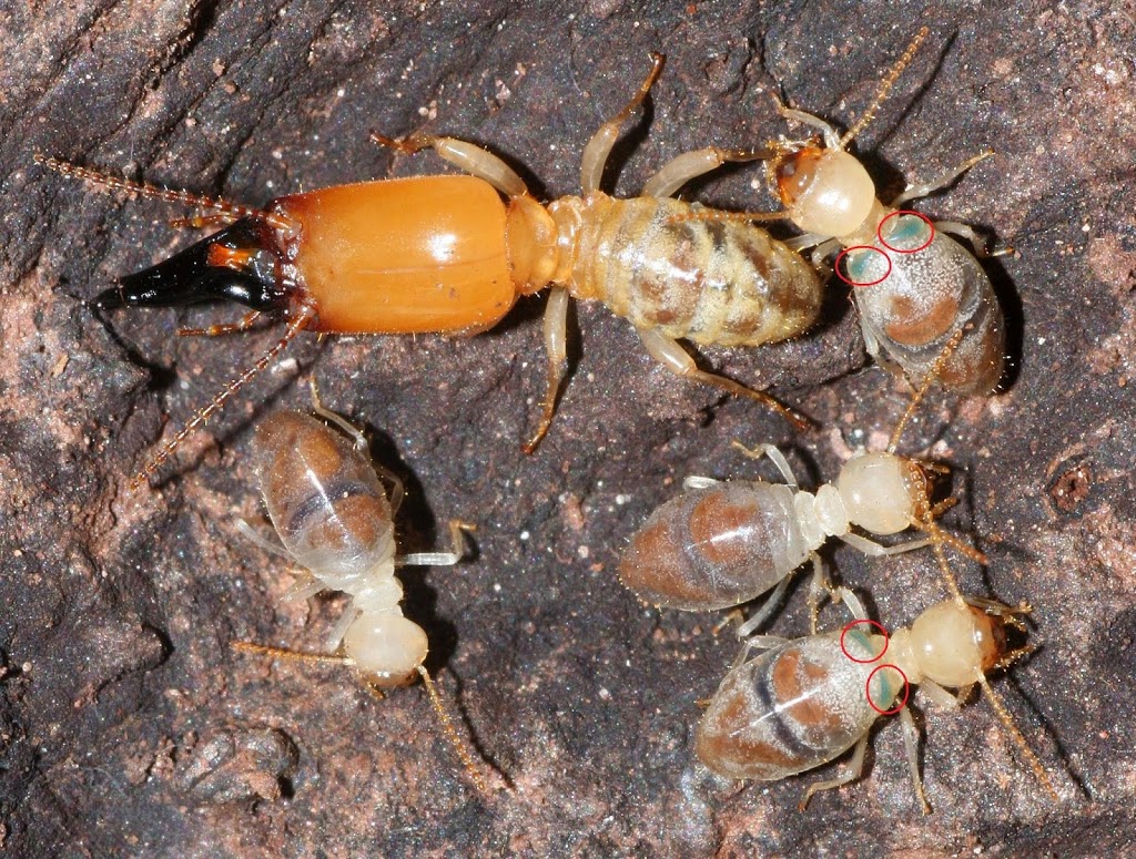 Townsville Termites Specialist - Pest Inspection & Pest Control | 13 Monte Visto Ct, Mount Louisa QLD 4814, Australia | Phone: (07) 4721 4996
