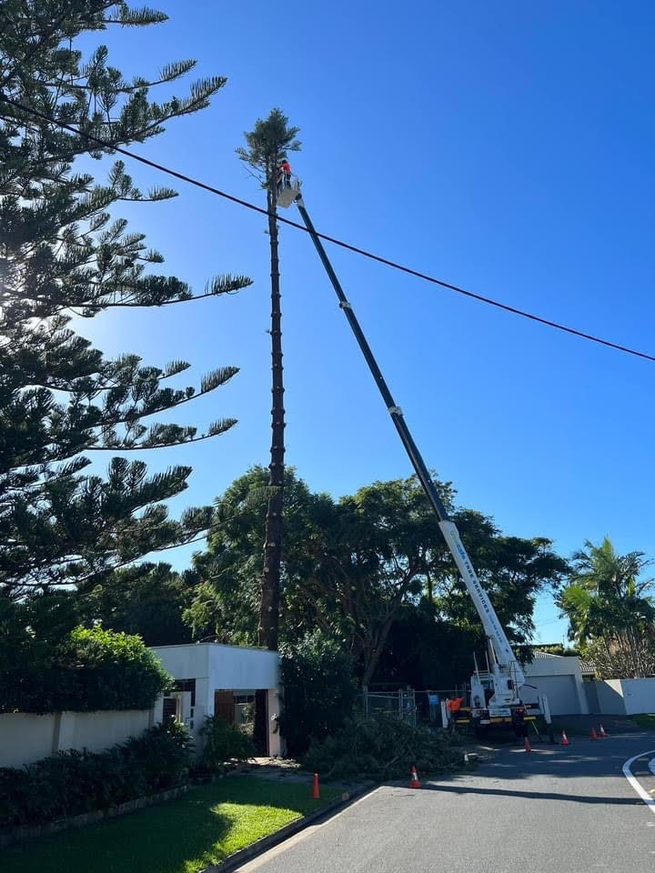 Canberra Tree Service |  | 31 Musgrave St, Yarralumla ACT 2600, Australia | 0261059997 OR +61 2 6105 9997