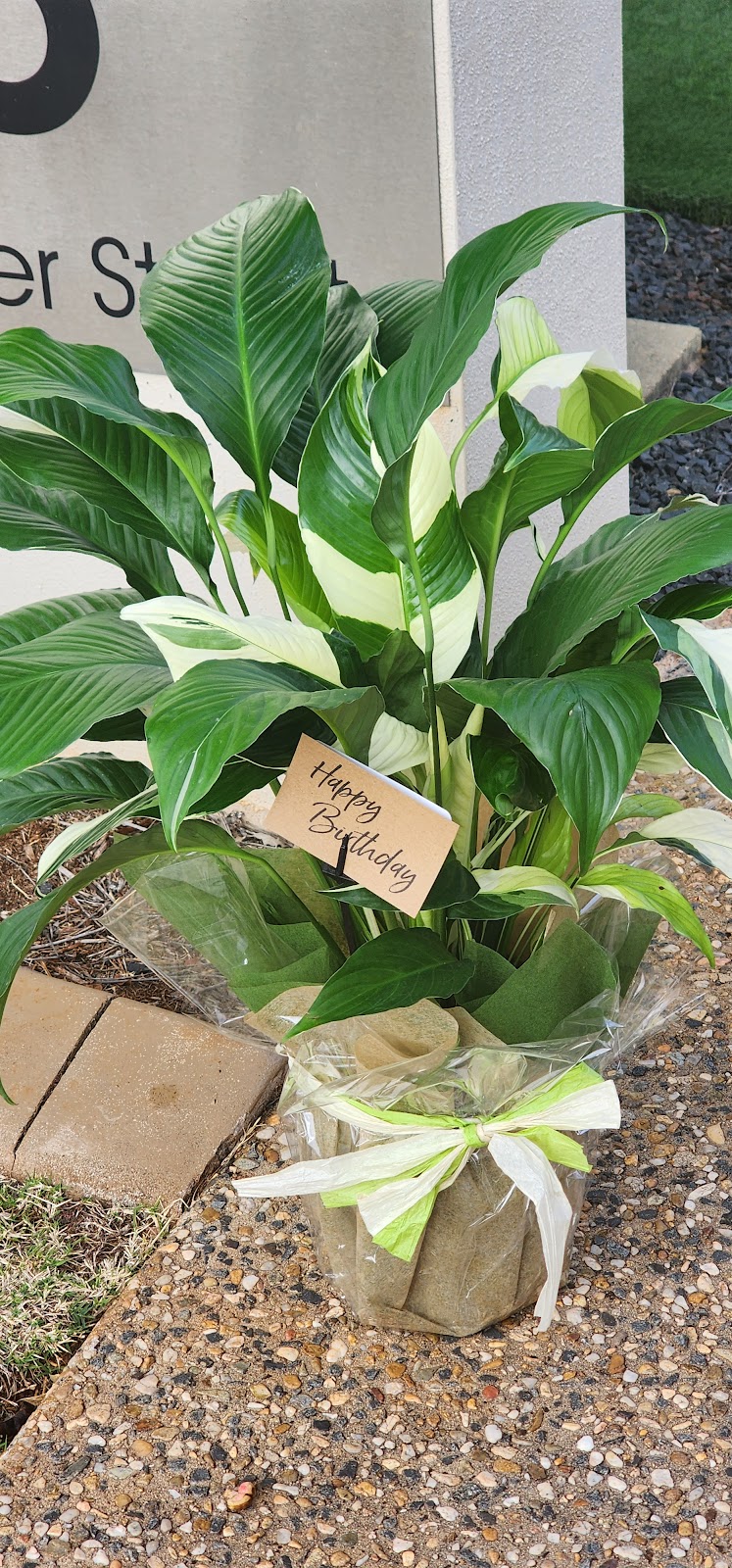 Plant Burst | Zeller Ave, Preston QLD 4352, Australia | Phone: 0422 580 886