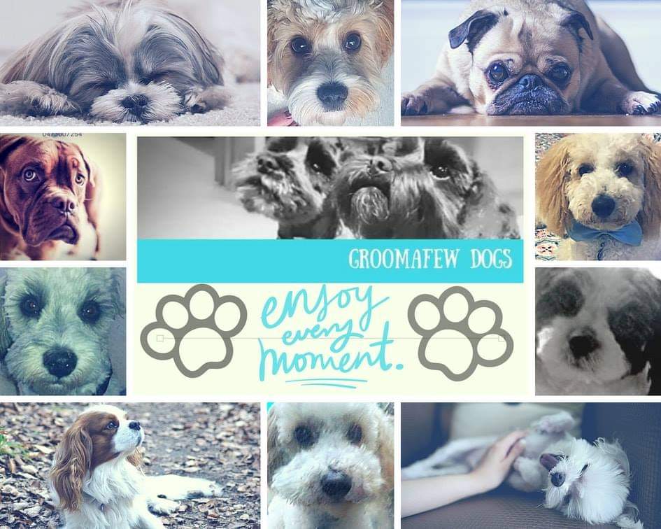 GROOMAFEW DOGS | 1/38-40 Lindrum Rd, Frankston VIC 3199, Australia | Phone: 0473 007 254