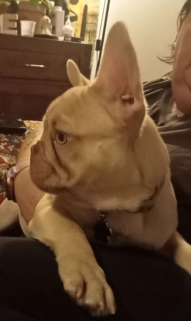 BIBBYBOO FRENCH BULLDOGS | Gatton Esk Rd, Mount Hallen QLD 4312, Australia | Phone: 0411 823 322