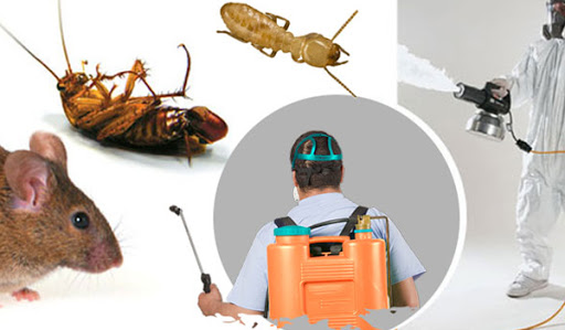 Pest Control Mornington | Mornington, VIC 3931, Australia | Phone: 03 9070 3624