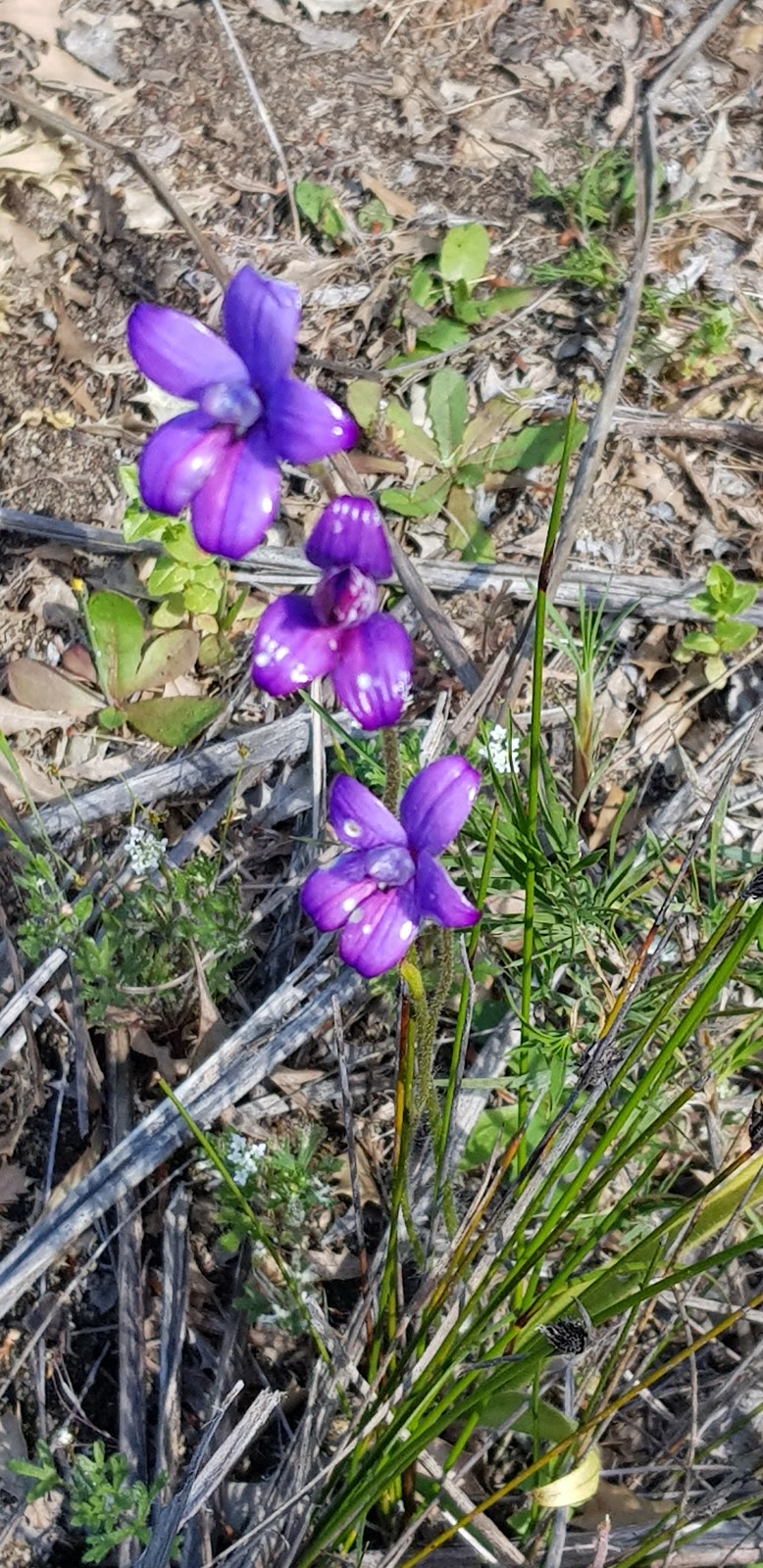 Woodlands Walk Trail | Yanchep WA 6035, Australia