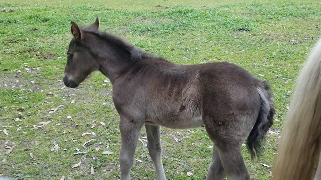 Mount Evelyn Pony Club | 176 Bailey Rd, Mount Evelyn VIC 3796, Australia | Phone: 0419 335 365