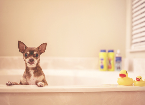 Sandy Paws Dog Grooming | Dog groomer near Reservoir, Thomastown | pet store | 20 Yarra Ave, Reservoir VIC 3073, Australia | 0385908901 OR +61 3 8590 8901