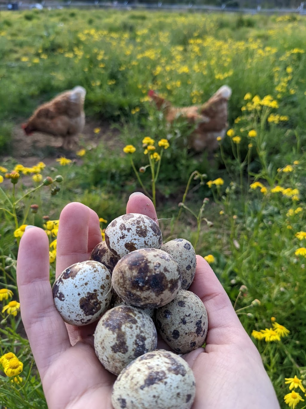 Tiny Farm Sydney | 195 Williamswood Rd, Mount Hunter NSW 2570, Australia | Phone: 0416 196 668