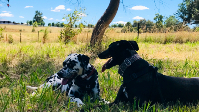 The Dog House Farm Stay | 46 Lawrie Rd, Beechworth VIC 3747, Australia | Phone: 0447 943 266