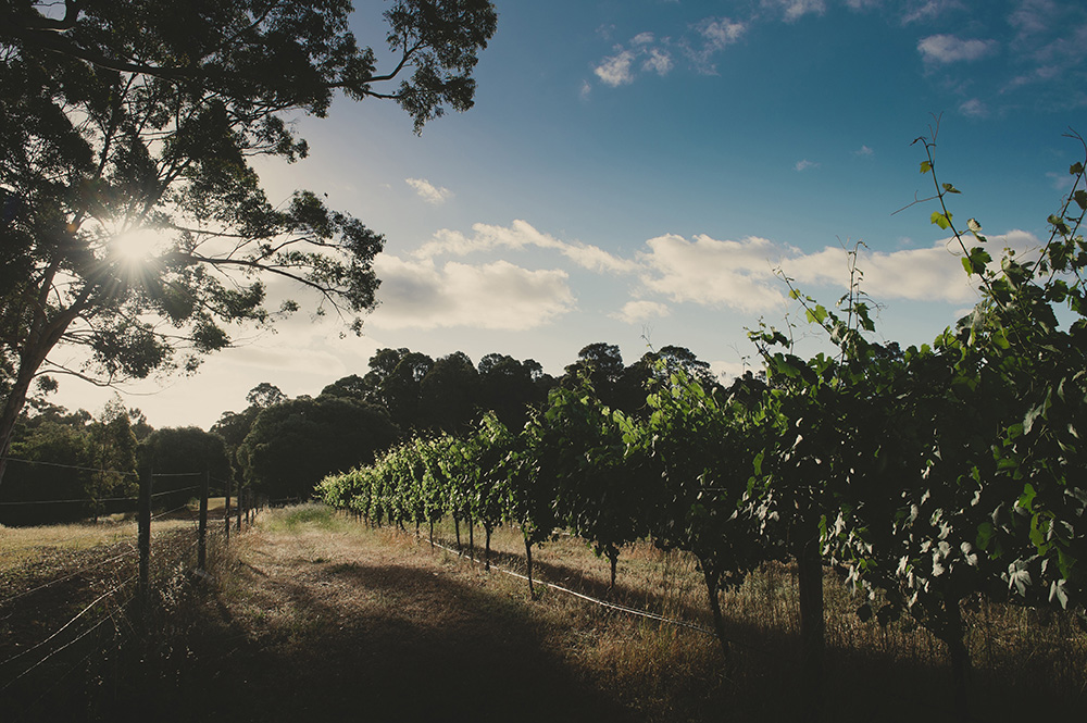 Stella Bella Wines | 205 Rosa Brook Rd, Margaret River WA 6285, Australia | Phone: (08) 9757 6377