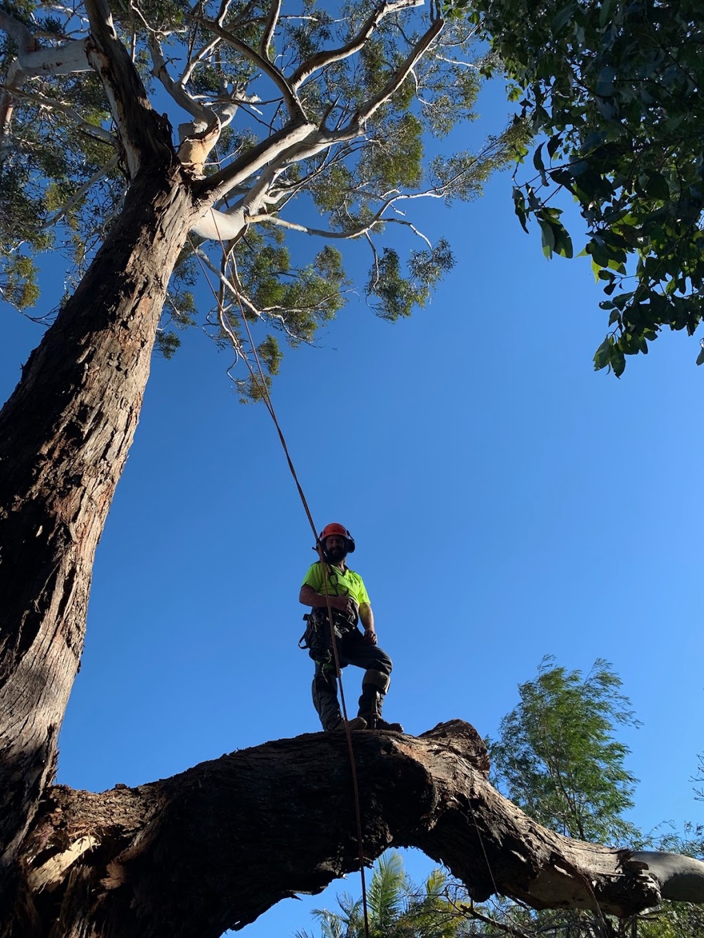 Above The Rest Tree Care |  | 12 Martins Ridge Rd, Conjola NSW 2539, Australia | 0423749505 OR +61 423 749 505