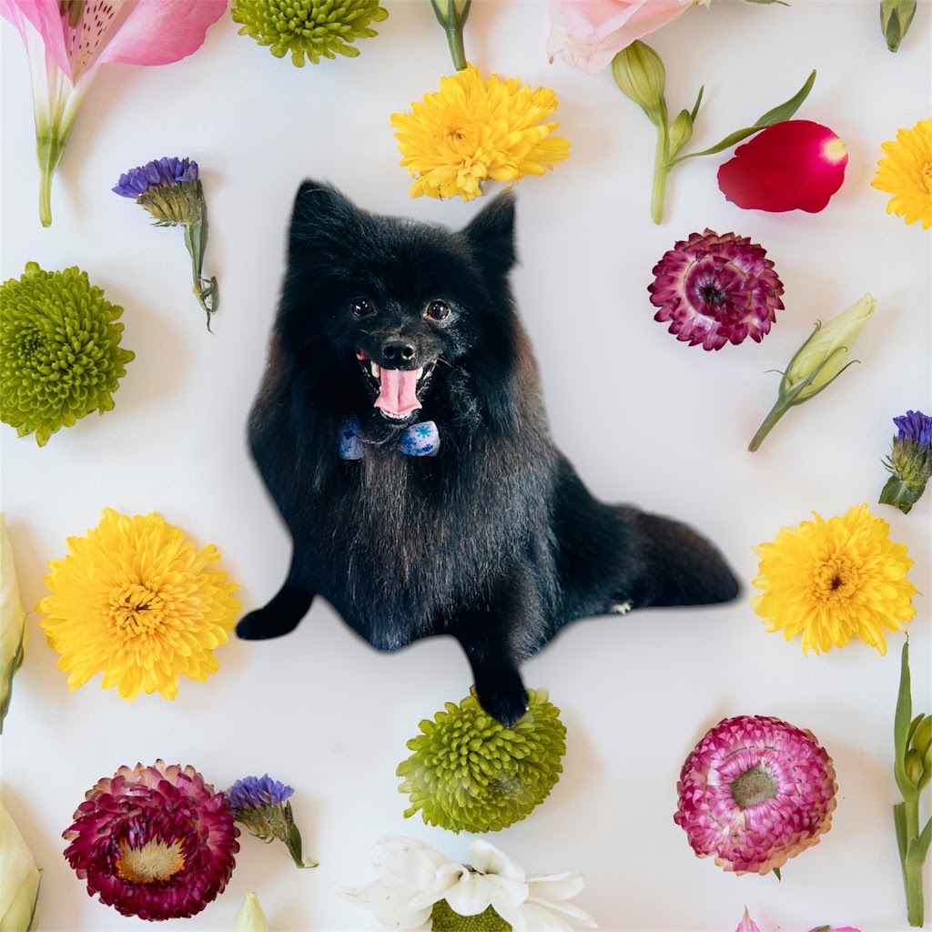 Paws Spas | 1 Medlar Ave, Manor Lakes VIC 3024, Australia | Phone: 0419 561 599