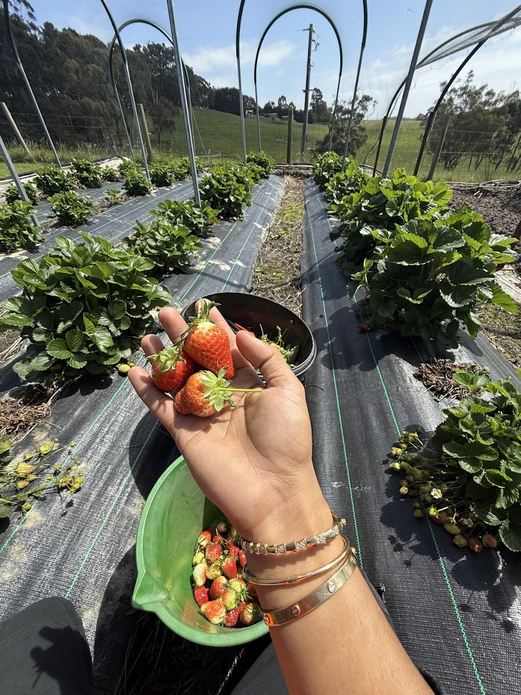 OrKID Mix | 295 Woodleigh-st Helier Rd, The Gurdies VIC 3984, Australia | Phone: 0449 992 236