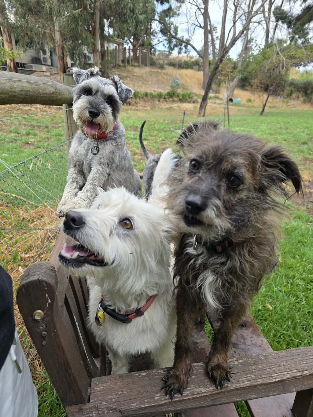 Pawsforabreak | 618 Kline St, Canadian VIC 3350, Australia | Phone: 0409 457 545