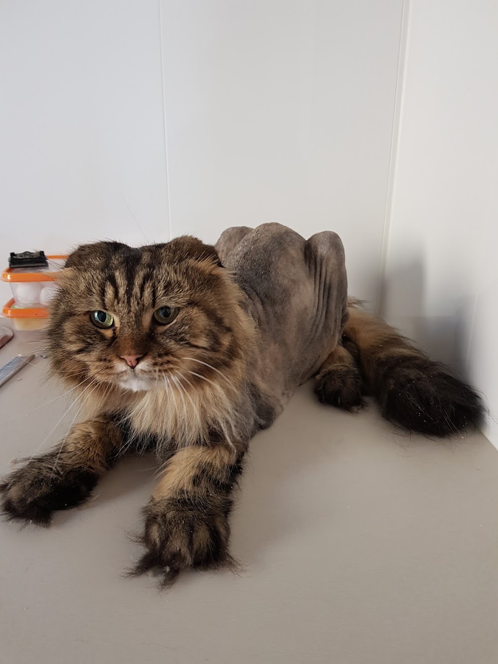 Purrfect Cat Grooming |  | Thomson Blvd, St Leonards VIC 3223, Australia | 0425892635 OR +61 425 892 635