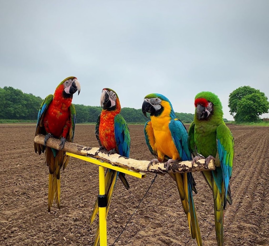Shellyparrots | 1a Antwerp Ave, Edmondson Park NSW 2174, Australia | Phone: 0433 215 456