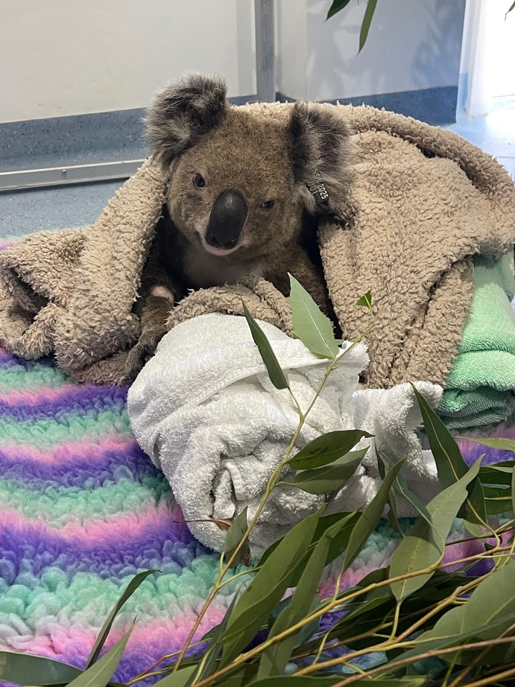 Minjerribah Wildlife Veterinary and Conservation Foundation | 8 Bingle Rd, Dunwich QLD 4183, Australia | Phone: (07) 3487 1009