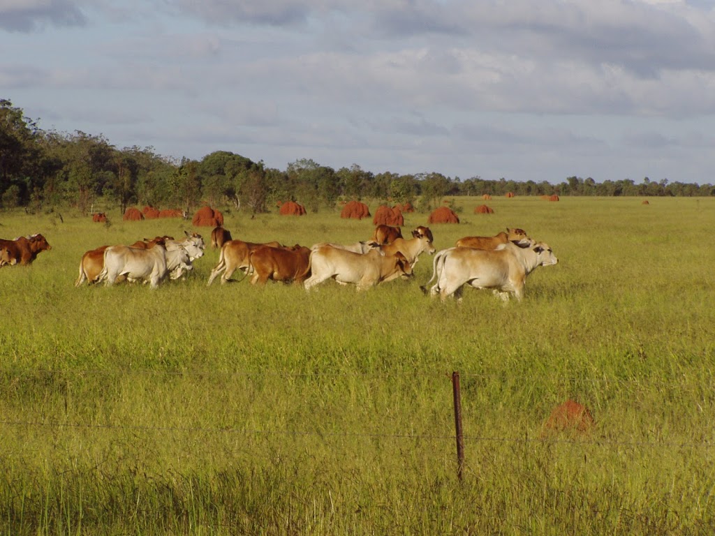 Forty Mile Scrub National Park | Forty Mile QLD 4872, Australia | Phone: 13 74 68