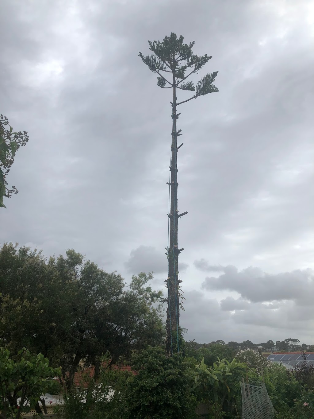 Coastal Tree Surgery |  | Surrey Ct, Flagstaff Hill SA 5159, Australia | 0410258007 OR +61 410 258 007