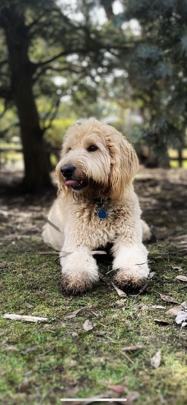 Maple Gardens Pet Sitting | 62 Glenburnie Ave, Heathcote Junction VIC 3758, Australia | Phone: 0430 497 420