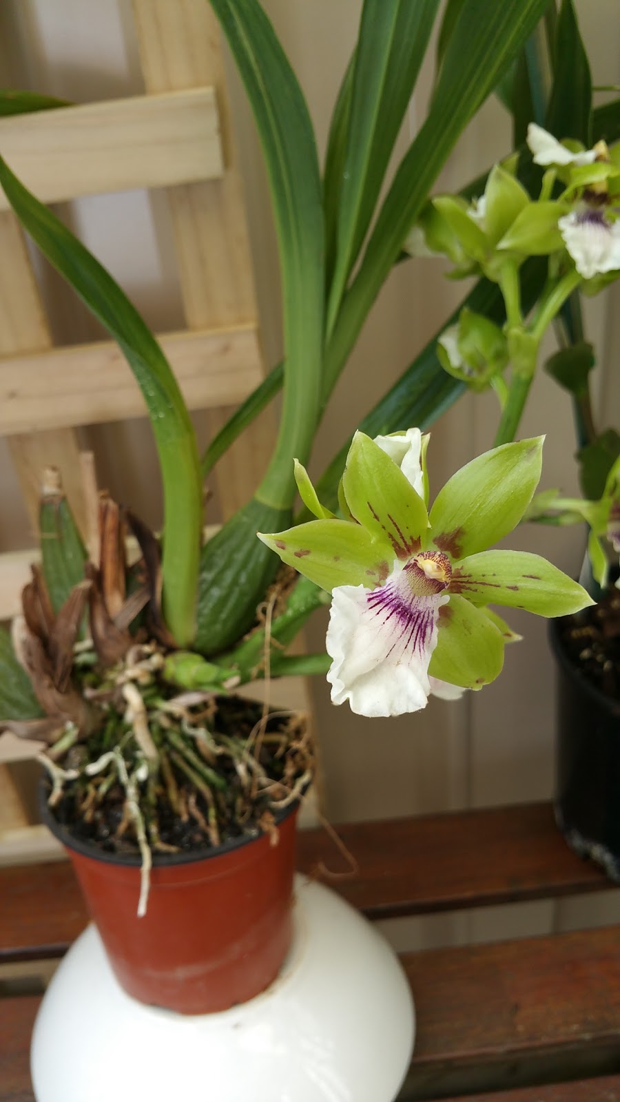 Australian Orchid Nursery |  | 58 Mornington-Tyabb Rd, Tyabb VIC 3913, Australia | 0359773122 OR +61 3 5977 3122