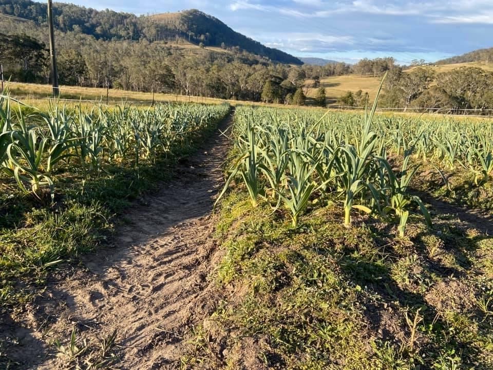 Spring Creek Garlic | 1132 White Swamp Rd, The Head QLD 4373, Australia | Phone: 0479 192 622