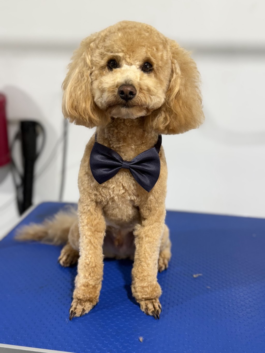 Megs Pampered Pets | 287 Sussex Inlet Rd, Sussex Inlet NSW 2540, Australia | Phone: 0411 989 469