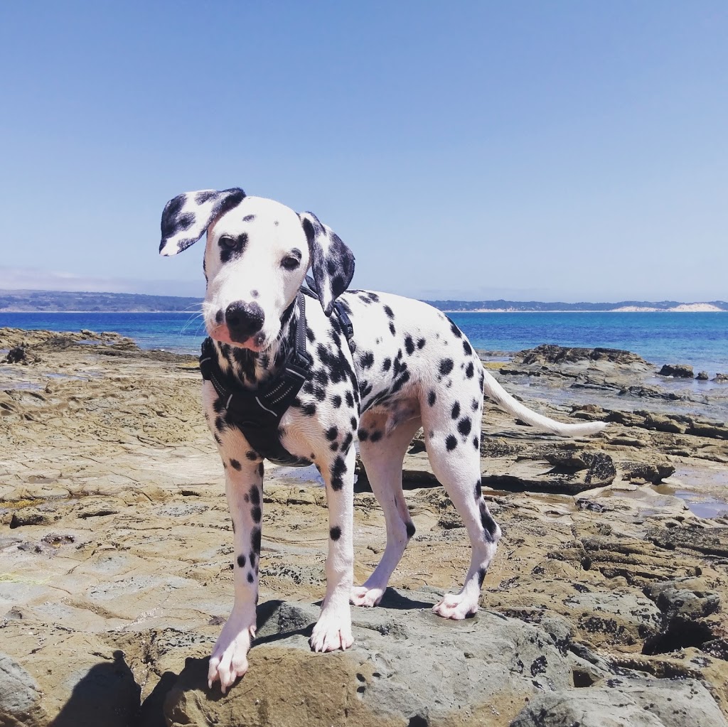 Dog Friendly Beach - San Remo | park | San Remo Coastal Circuit, San Remo VIC 3925, Australia | 0407996763 OR +61 407 996 763