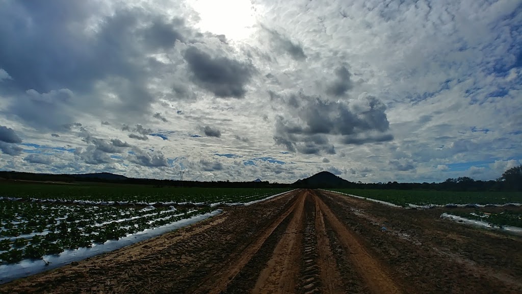 Sunray Strawberries |  | 347 King Rd, Wamuran QLD 4512, Australia | 0754967364 OR +61 7 5496 7364