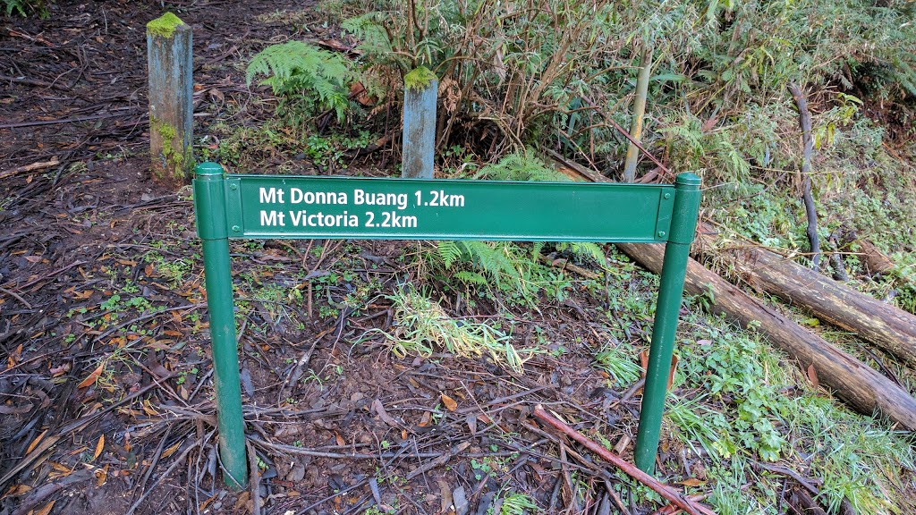 Mount Donna Buang and Mt Victoria Hiking Trail | 1140 Donna Buang Rd, Warburton VIC 3799, Australia