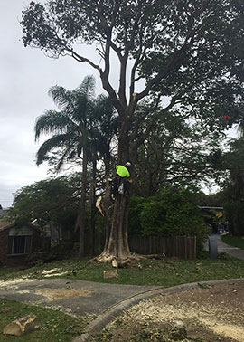 All Tree and Stump Works | 19 Bopple Nut Ct, Cobaki NSW 2486, Australia | Phone: 0402 697 647