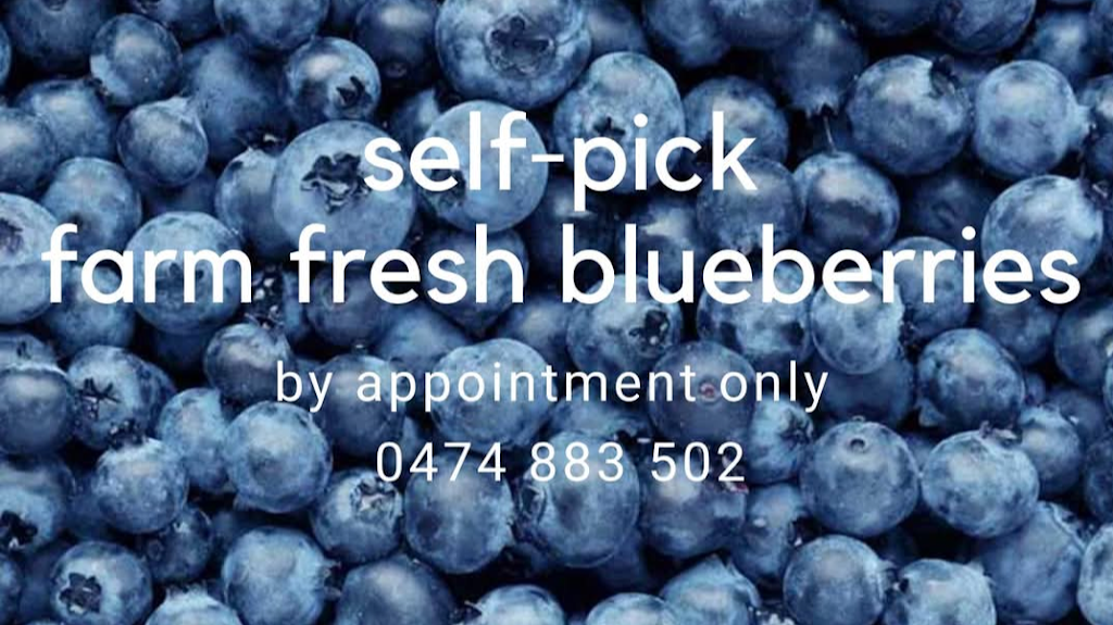 Blueberries with Altitude | 62 Puddledock Church Rd, Black Mountain NSW 2365, Australia | Phone: 0474 883 502