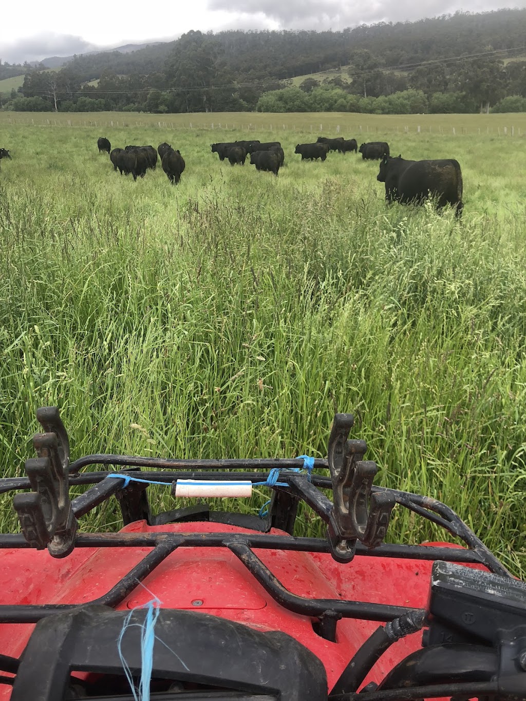 James Glenburn&Tamaroo Angus | 7254 Channel Hwy, Nicholls Rivulet TAS 7112, Australia | Phone: 0499 395 056