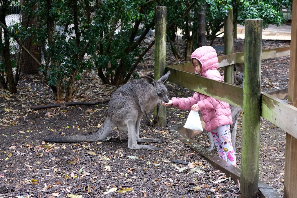 Koala Park Sanctuary Sydney | 84 Castle Hill Rd, West Pennant Hills NSW 2125, Australia | Phone: (02) 9484 3141