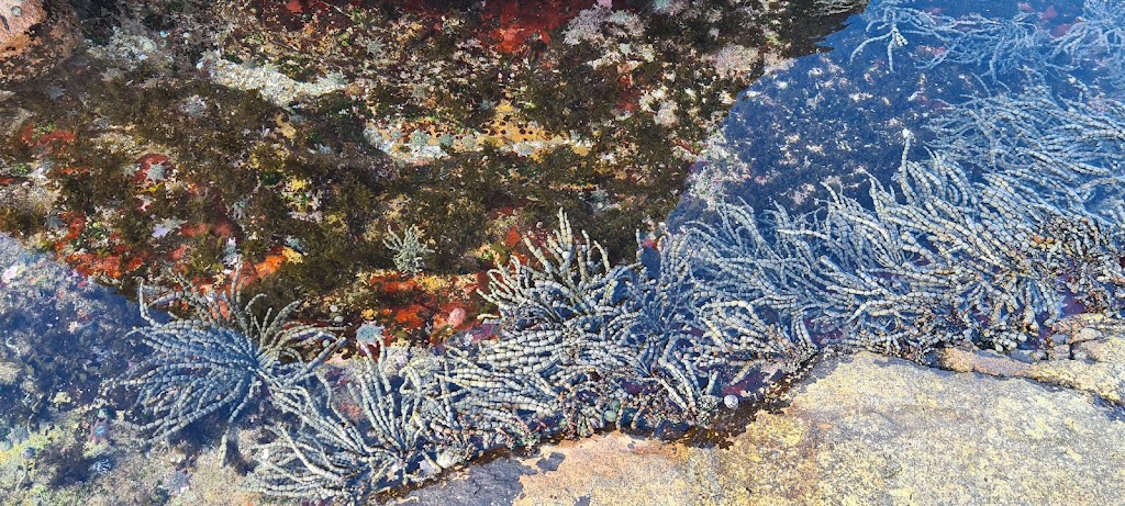 Rock Pool - swimming and observing sea flora and fish | 3 Noamunga St, Boat Harbour NSW 2316, Australia | Phone: 0437 476 412