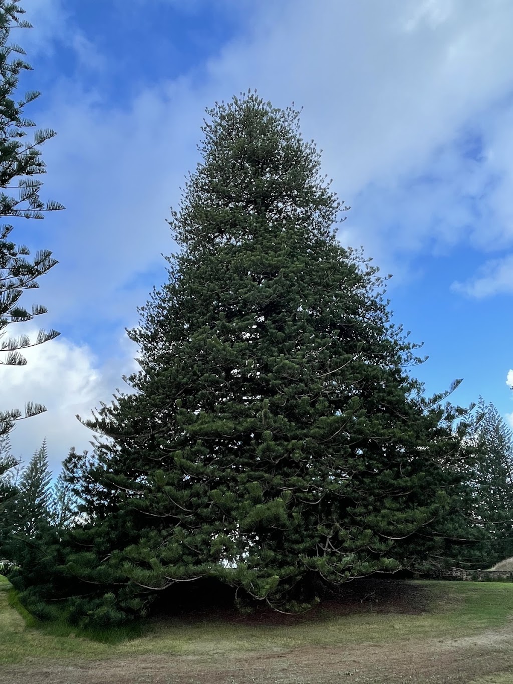 Independent Arboricultural Services - Gold Coast | Hope Island Rd, Hope Island QLD 4212, Australia | Phone: (07) 3399 5865