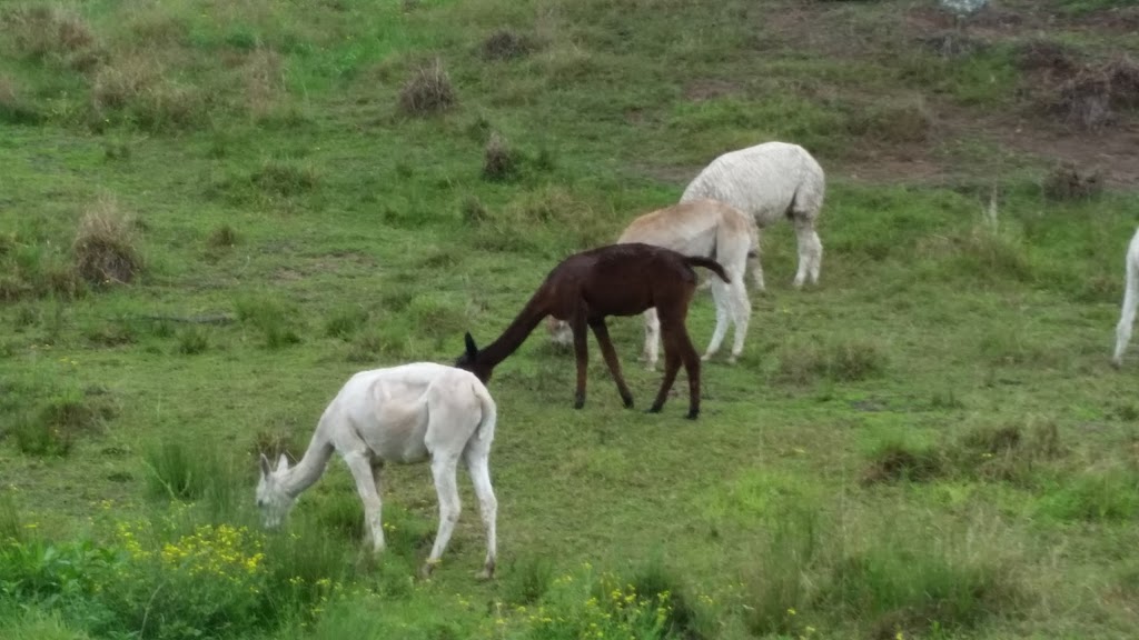 Wahgungurry Alpaca Stud | 2276 Lawrence Rd, Lower Southgate NSW 2460, Australia | Phone: 0419 986 554