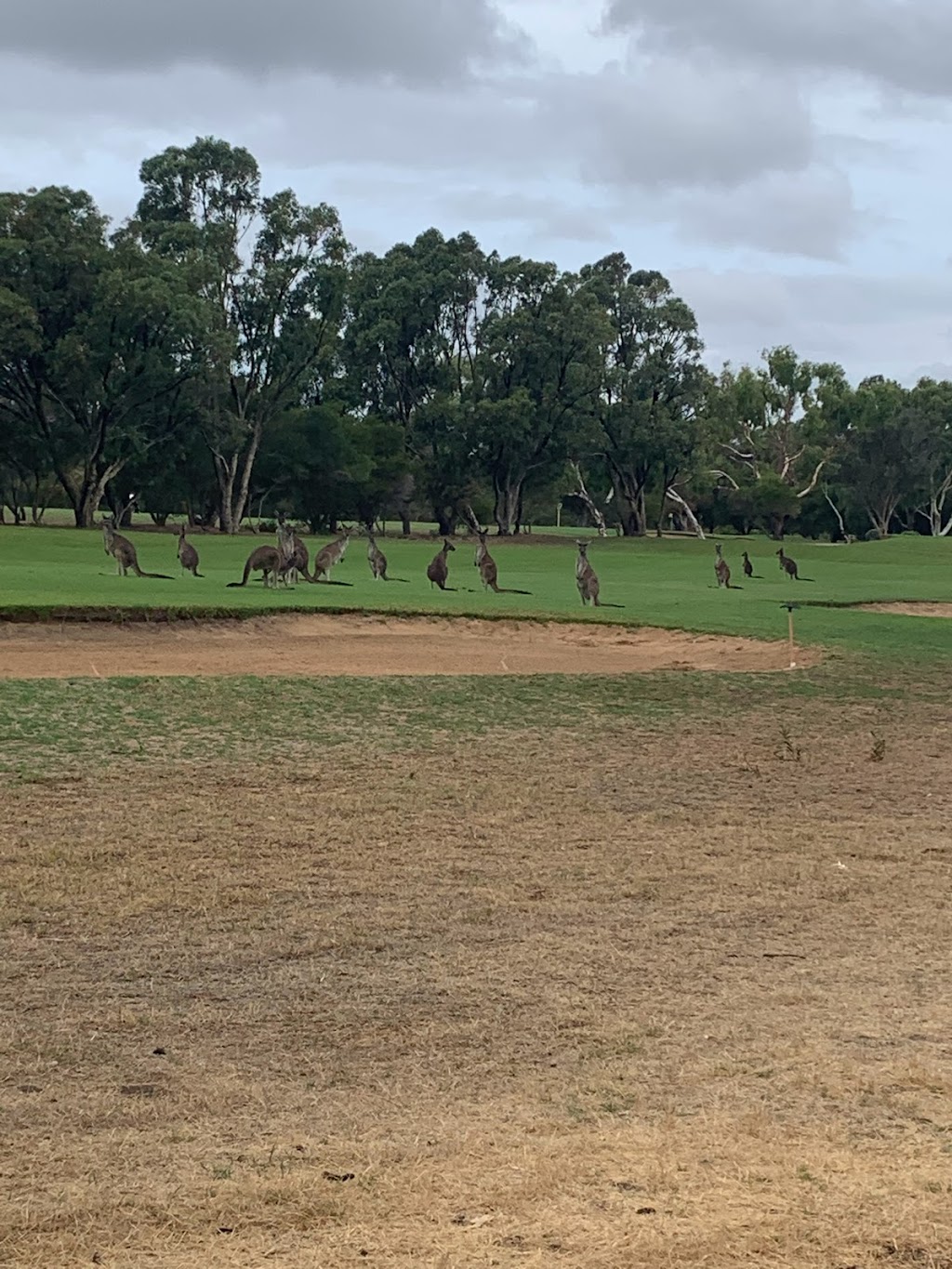 Frank Browne Reserve - Rockingham Golf Course | park | Elanora Dr, Cooloongup WA 6168, Australia | 0895280333 OR +61 8 9528 0333