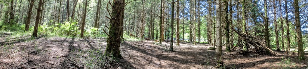 Rj Hamer Arboretum - Gardens Of The Dandenong - Pine Trees / Wal | Olinda VIC 3788, Australia