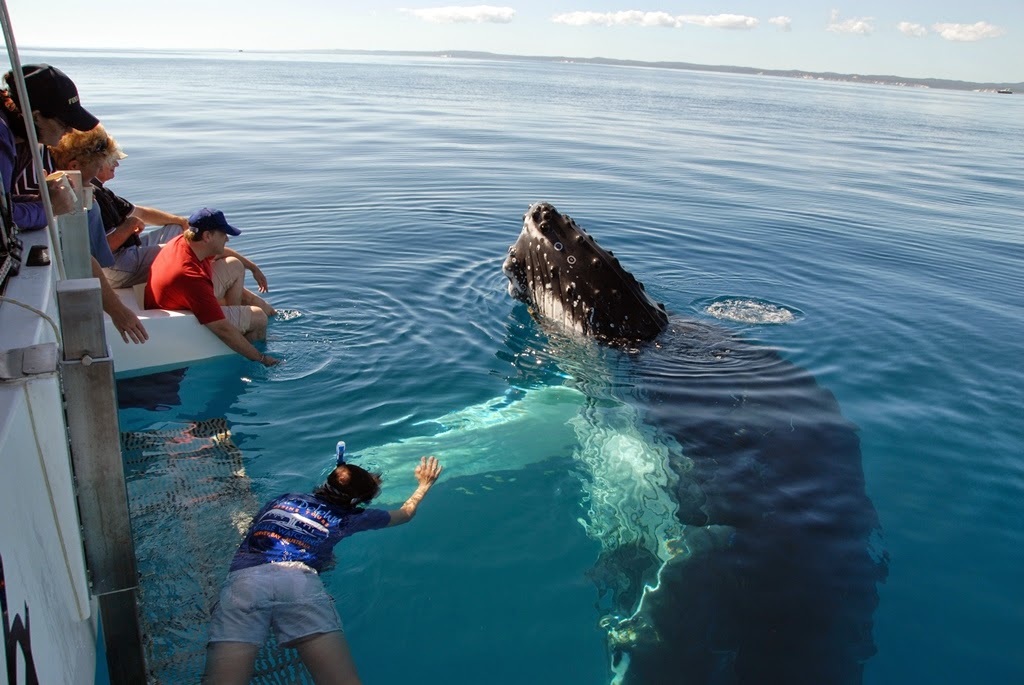 Blue Dolphin Marine Tours | Great Sandy Straits Marina, Hervey Bay QLD 4655, Australia | Phone: (07) 4124 9600