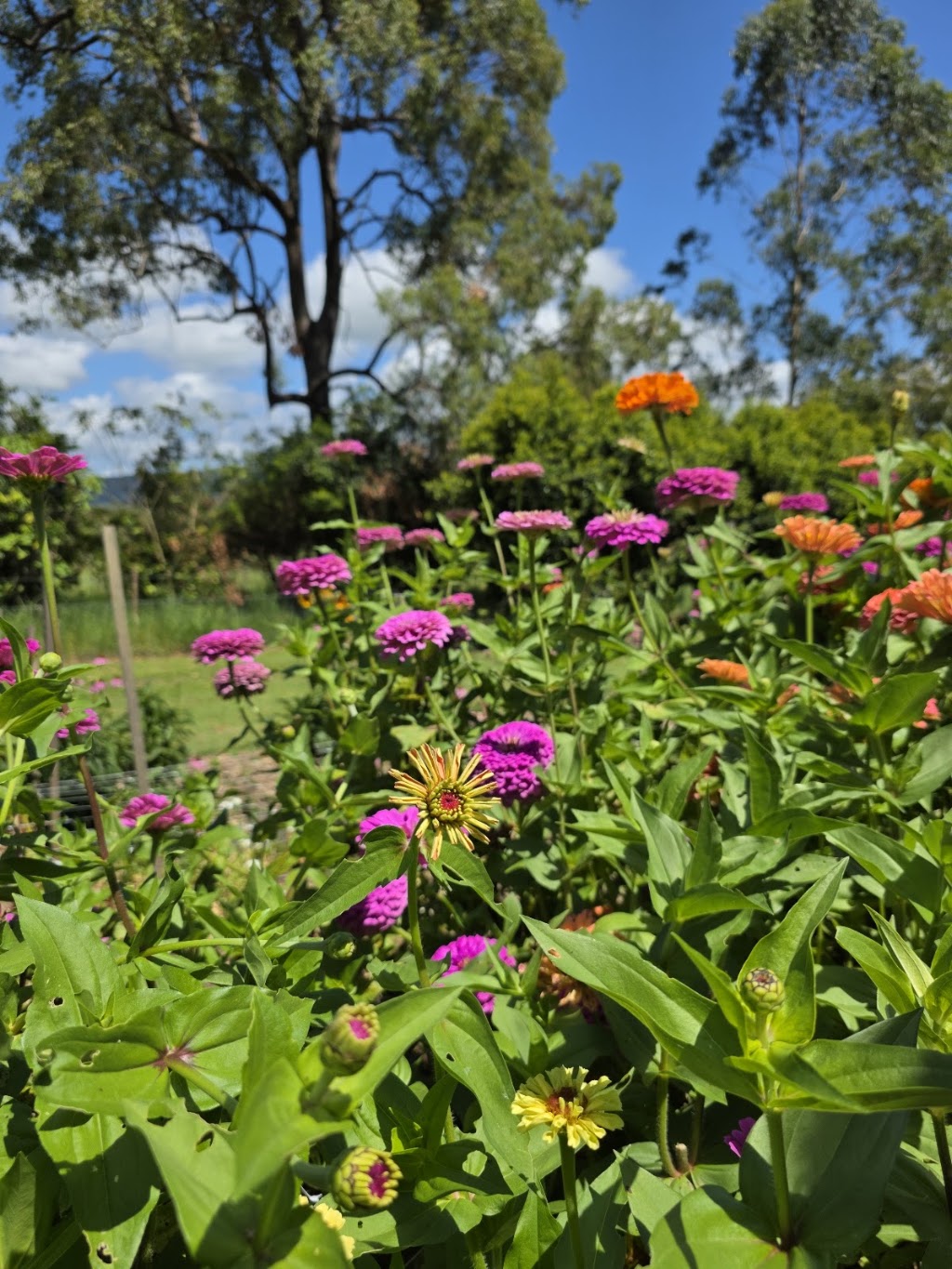 Curlew Ridge Farms | 133 McCabe Rd, Stanmore QLD 4514, Australia | Phone: 0418 983 848