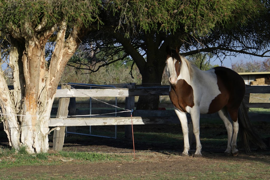 Cavallo Acres Homestead | Lauriston Rd, Kyneton VIC 3444, Australia | Phone: 0459 878 443