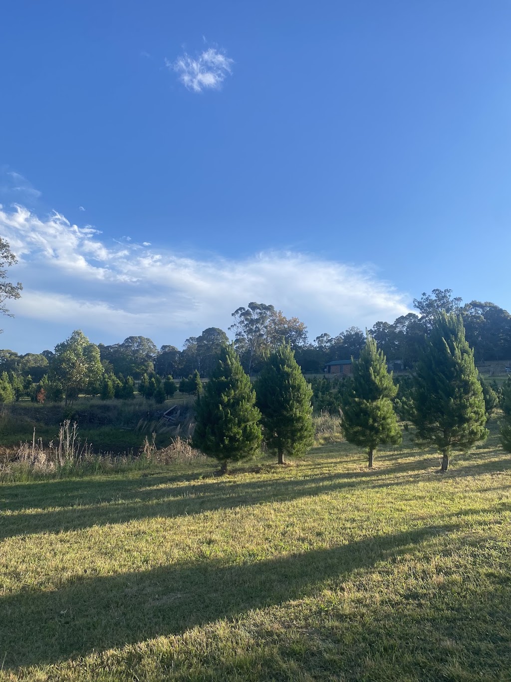 Glenmore Christmas Tree Farm | 669 Mulgoa Rd, Mulgoa NSW 2745, Australia | Phone: 0416 039 672