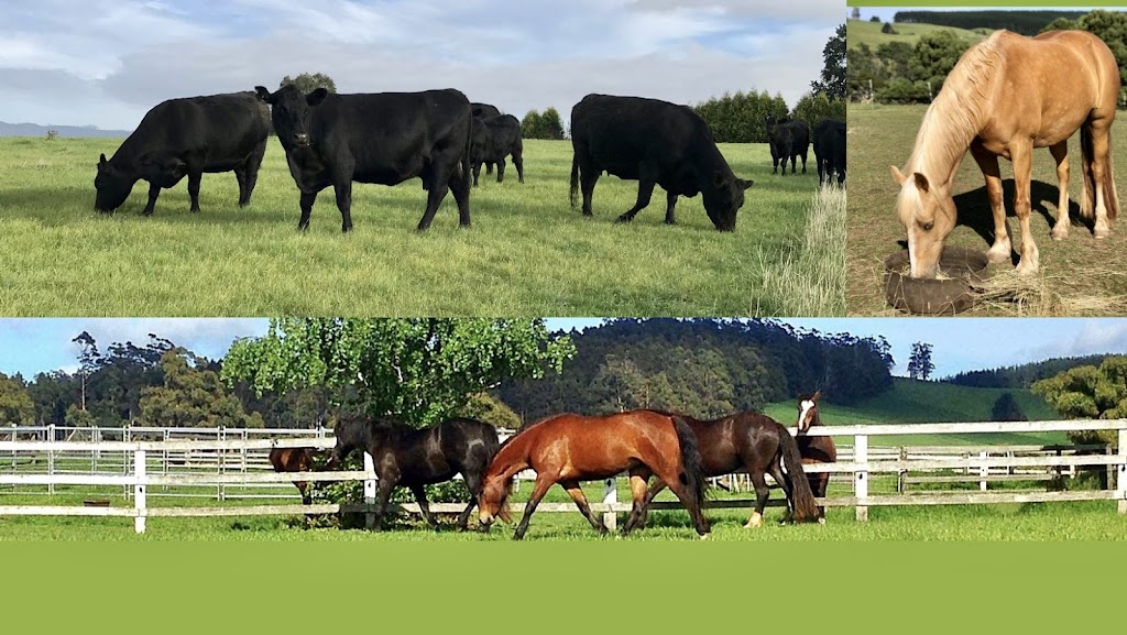 Scolinda Welsh Cobs & Angus cattle Stud |  | 47 Hextalls Rd, Lebrina TAS 7254, Australia | 0363956165 OR +61 3 6395 6165