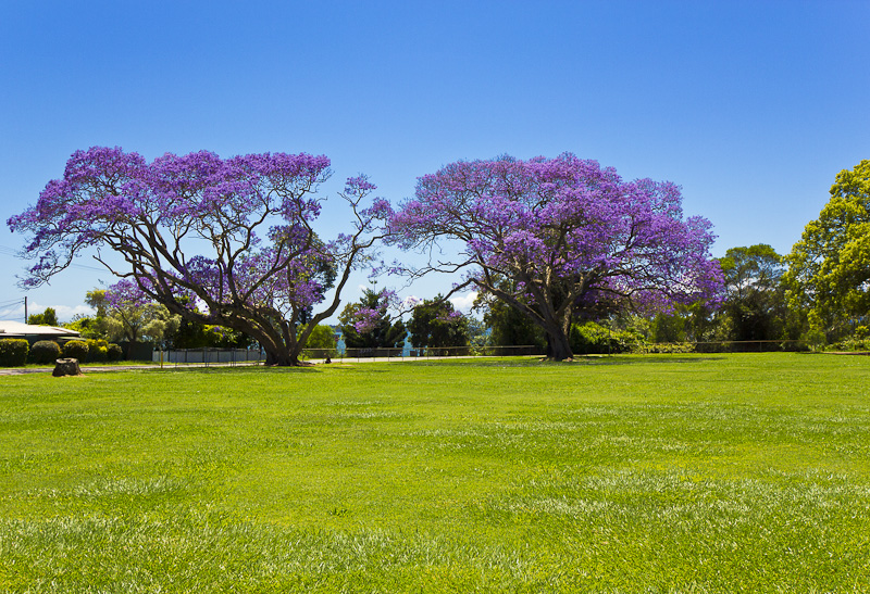 Ironbark Homeopathy | 23 Boundary St, Redland Bay QLD 4165, Australia | Phone: (07) 3206 8274