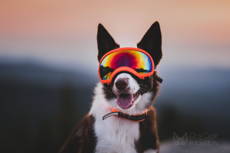 Waggle Canine Adventure Gear | 38 Second Ave, Katoomba NSW 2780, Australia | Phone: 1300 725 781