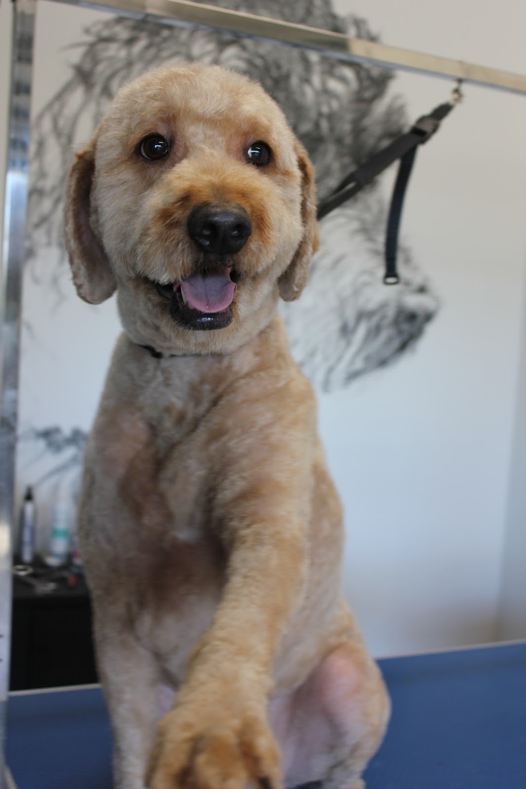 Dribble & Drool Dog Grooming | 13 Georgia Cl, Tooradin VIC 3980, Australia | Phone: 0447 821 234