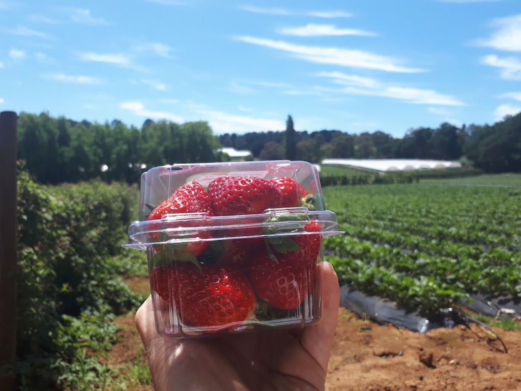 Kookaberry Strawberry Farm | 25 Lewis Rd, Wandin VIC 3139, Australia | Phone: 0415 768 222