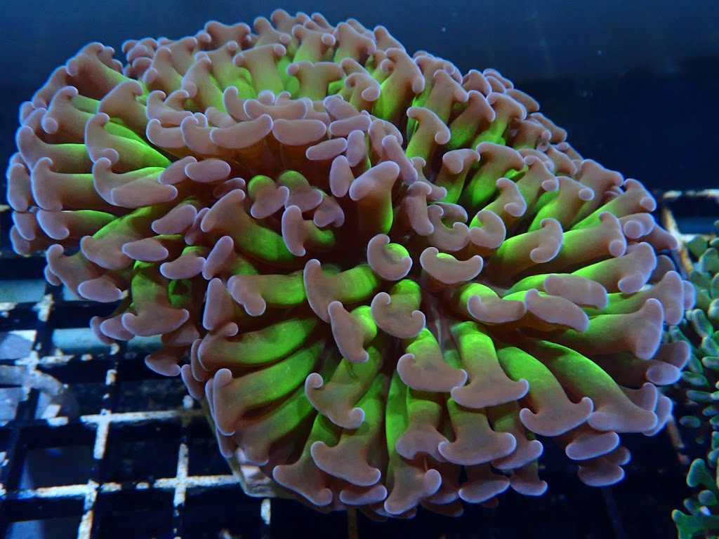 KF Coral | pet store | 6/53 Bailey Cres, Southport QLD 4215, Australia | 0474792942 OR +61 474 792 942