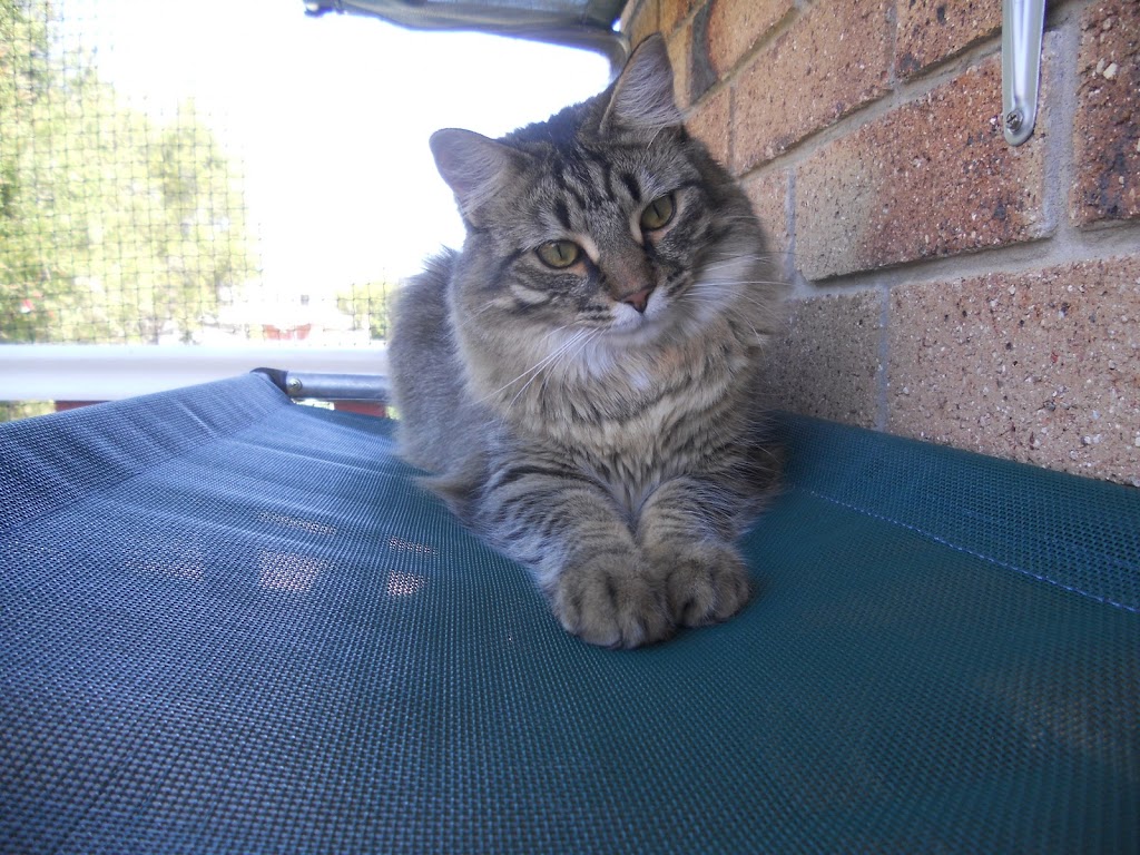 Cat Max Clear Net Enclosures | 318D Lenah Valley Rd, Lenah Valley TAS 7008, Australia | Phone: 1300 306 605