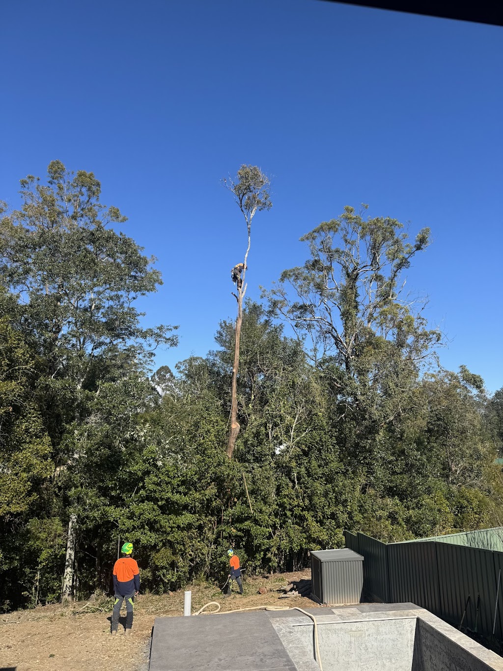 Espie Arb Tree Services | 286 Ocean Dr, Lakewood NSW 2443, Australia | Phone: 0423 329 111